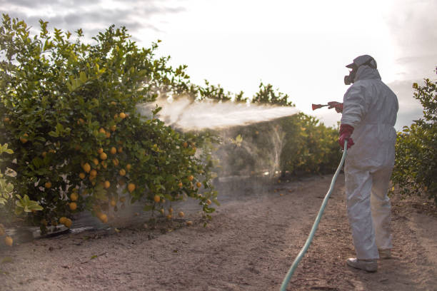 Best Emergency Pest Control  in Warson Woods, MO