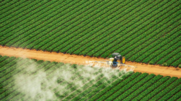 Best Ant Control Services  in Warson Woods, MO