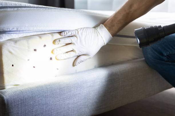 Best Best Pest Control Companies  in Warson Woods, MO