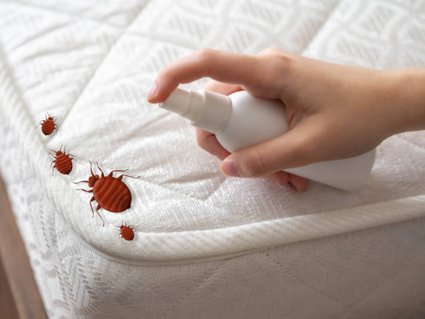 Best Wasp Removal Services  in Warson Woods, MO