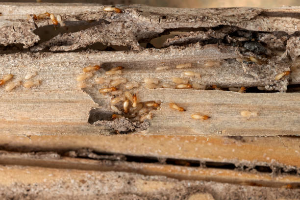 Best Wildlife Control Services  in Warson Woods, MO